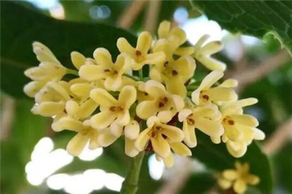 Sweet-scented osmanthus