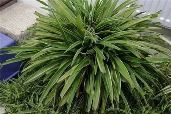 Chlorophytum comosum