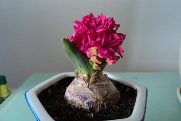 Hyacinth