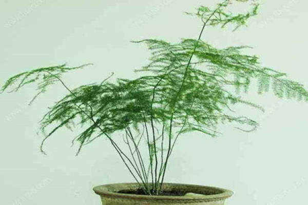 Asparagus