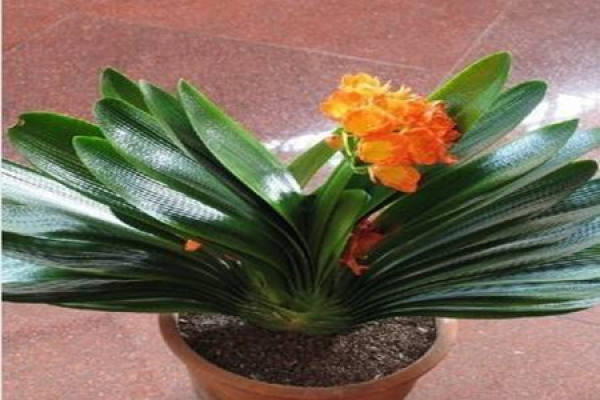 Clivia miniata