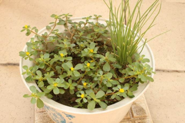 purslane