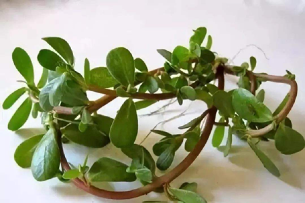 Purslane
