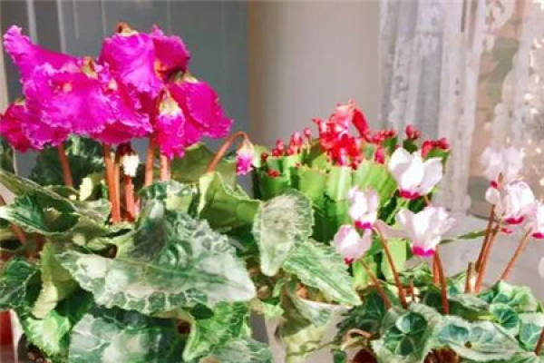 Cyclamen