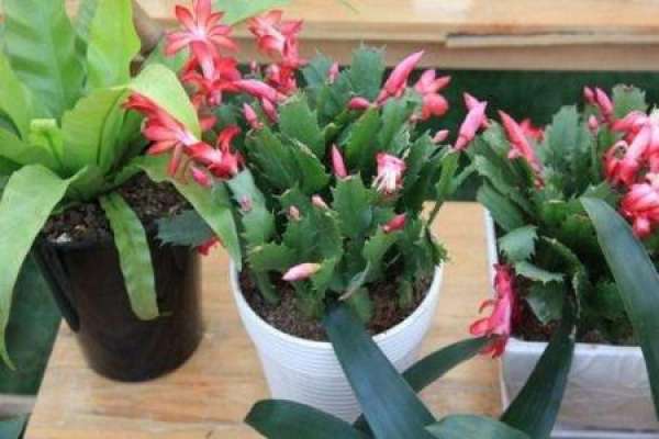 Zygocactus japonicus