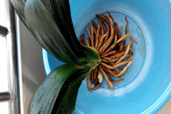Clivia miniata