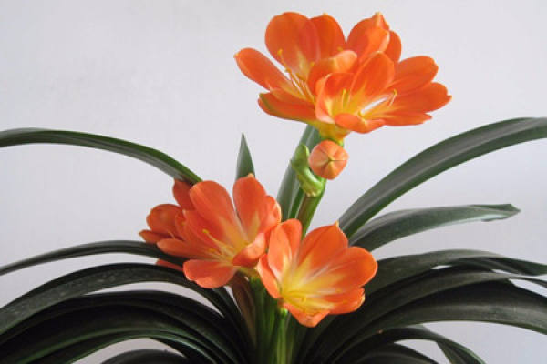 Clivia miniata