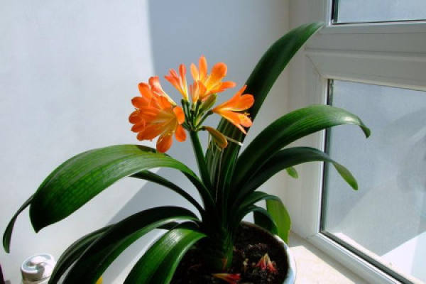 Clivia miniata