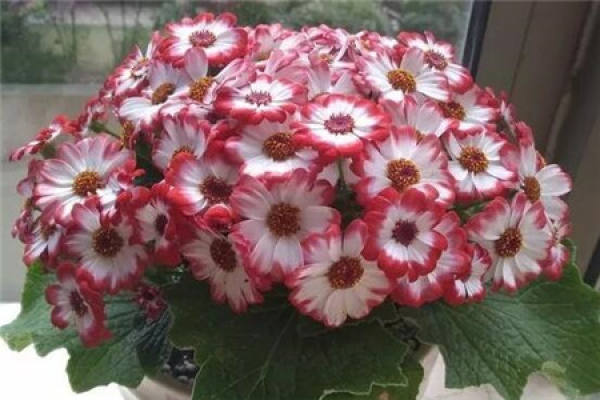 Cineraria