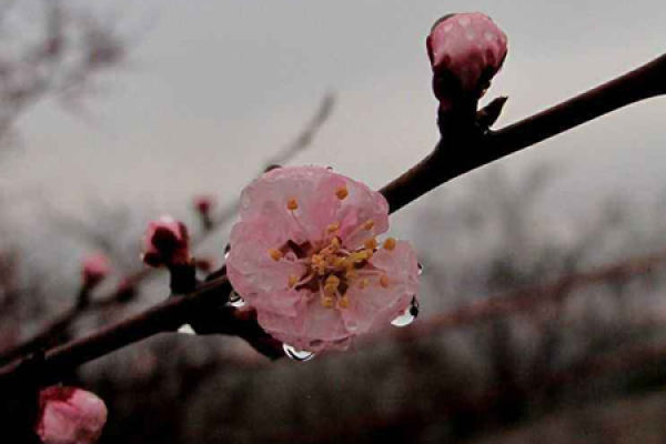 Apricot