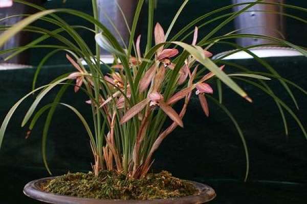 orchid
