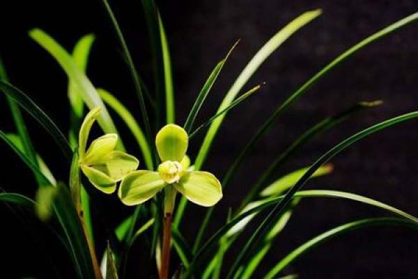 Orchid