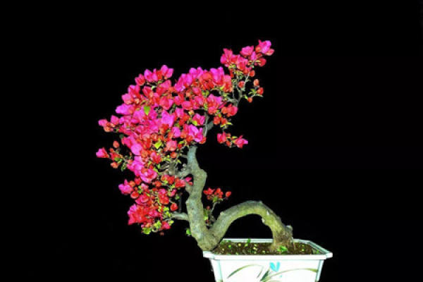Bougainvillea