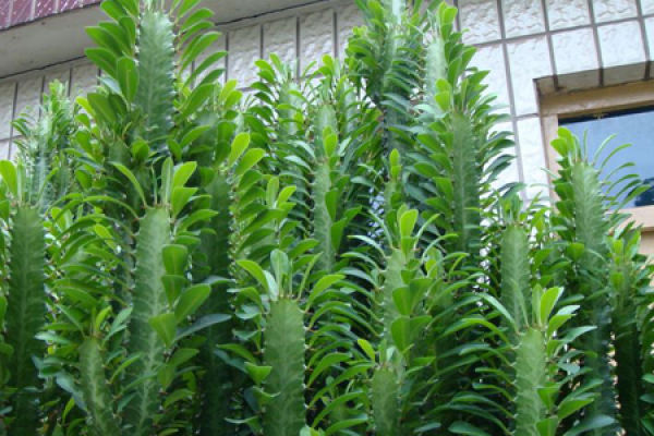 Keel Flower