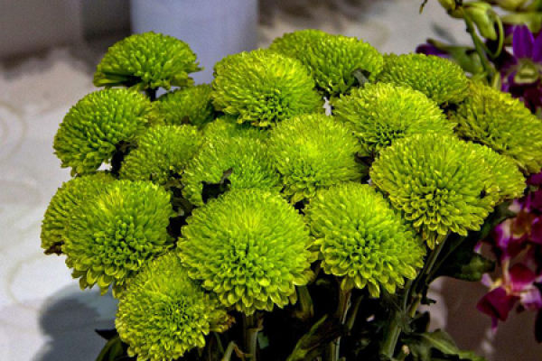 green chrysanthemum