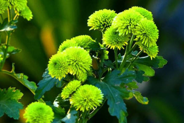 green chrysanthemum