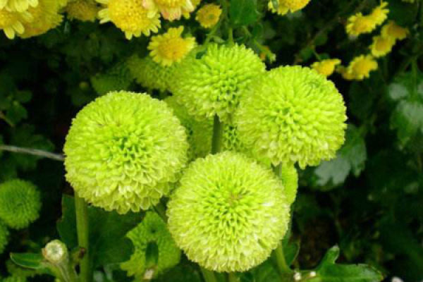 Green Chrysanthemum