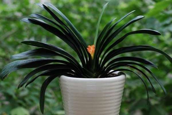 Clivia miniata