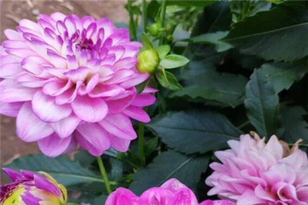 Dahlia