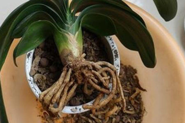 Clivia miniata
