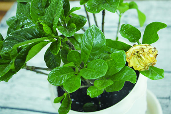 Gardenia