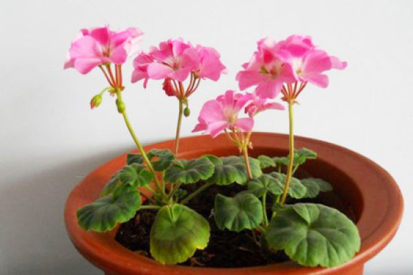 Geranium