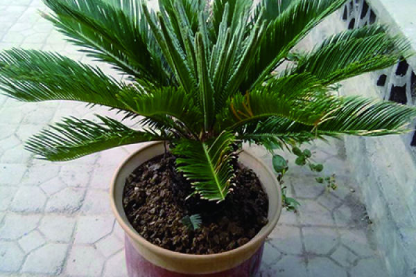 Cycas