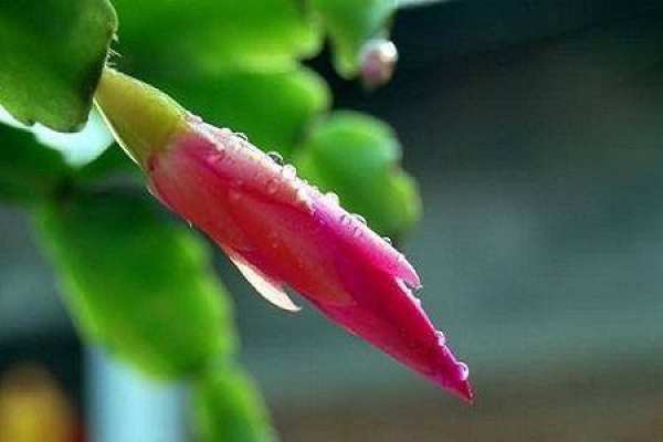 Zygocactus japonicus