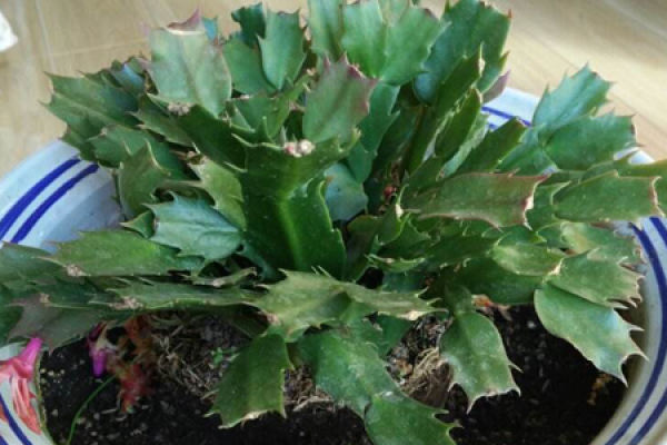 Zygocactus japonicus