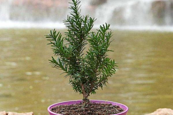 Taxus chinensis