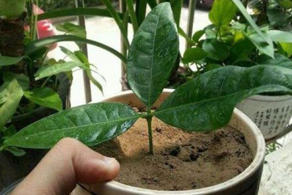 Fortune Tree