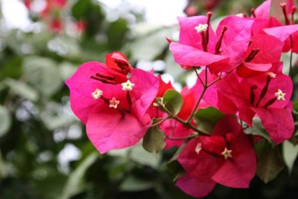 Bougainvillea