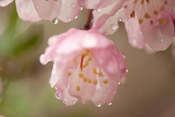Begonia