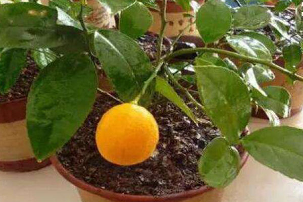 Lemon