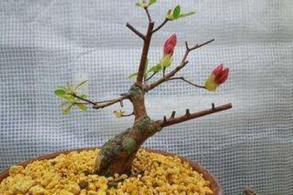 azalea