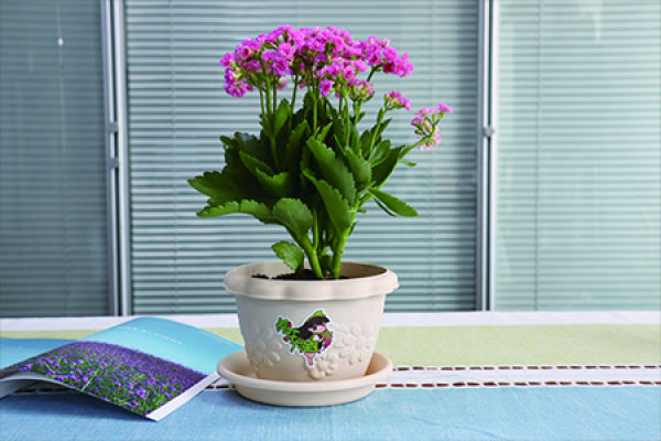 Flowers and plants