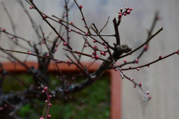 Plum blossom