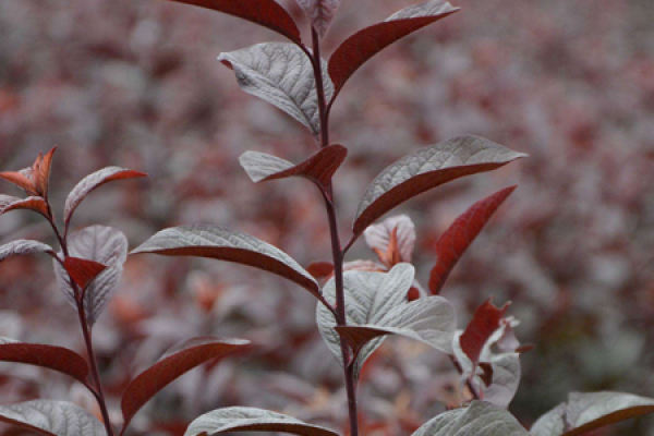 Red Leaf Plum