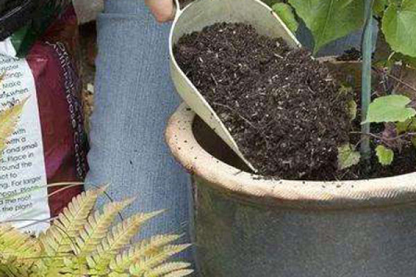 Herba Dipsaci