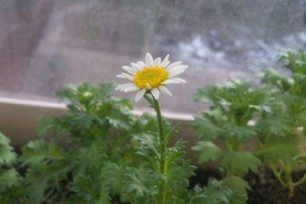 Daisy