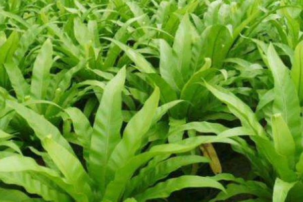 Bird's nest fern