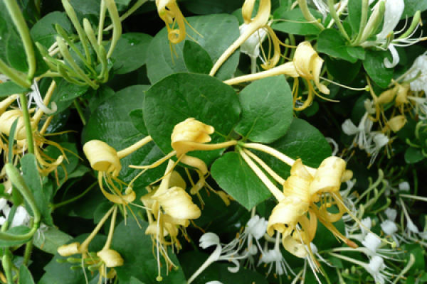 honeysuckle