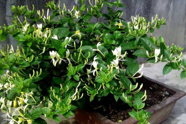 honeysuckle