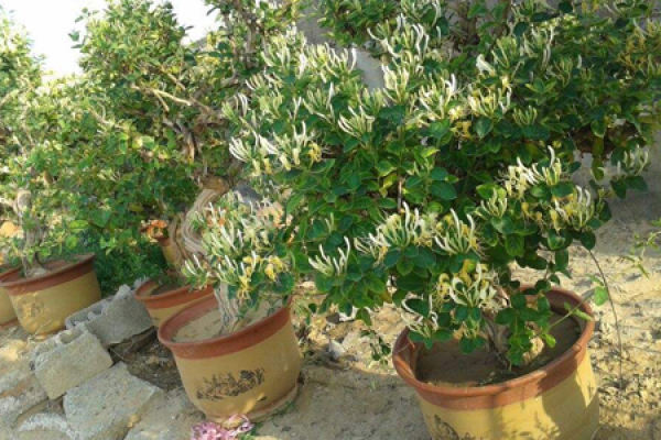 Lonicera japonica