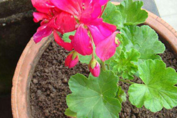 Geranium