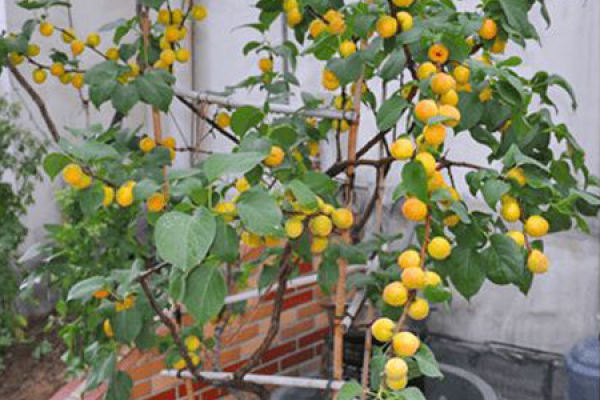 apricot