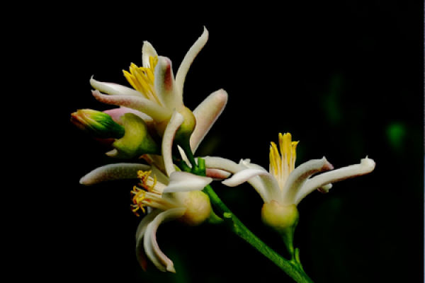 Bergamot