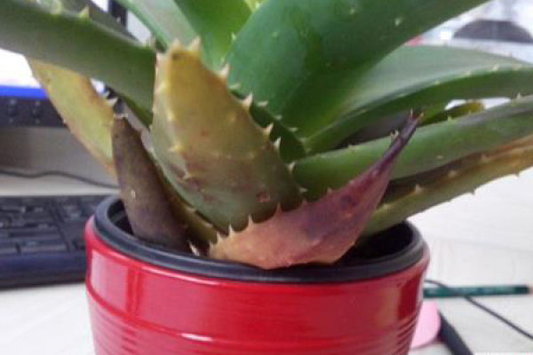 Aloe