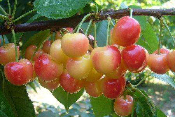 Giant Red