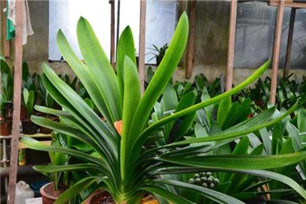 Clivia miniata